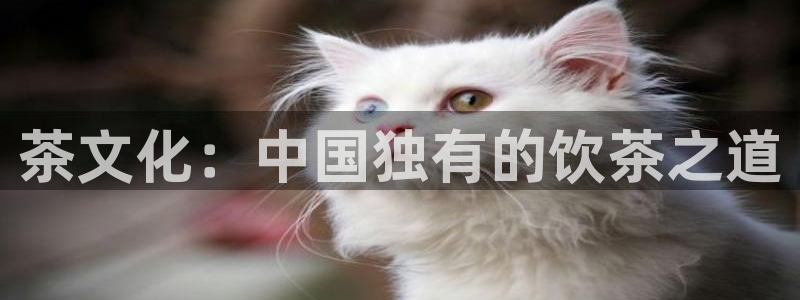 龙八国际b48点tv