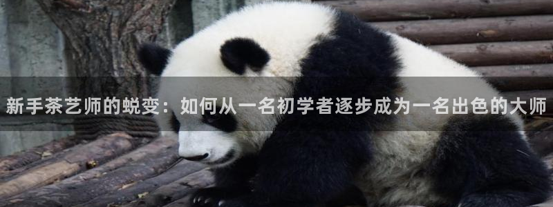 龙八国际app客户端下载手机版