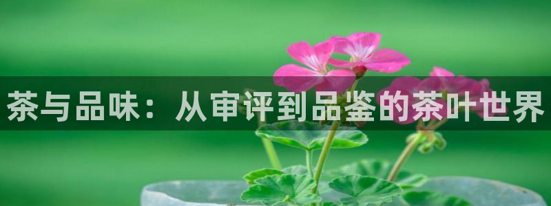 龙八国际网页long8868