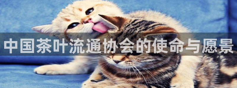 龙八国际网