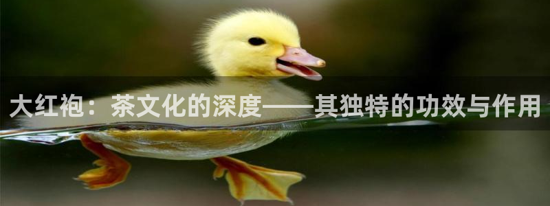 龙八国际在哪里啊