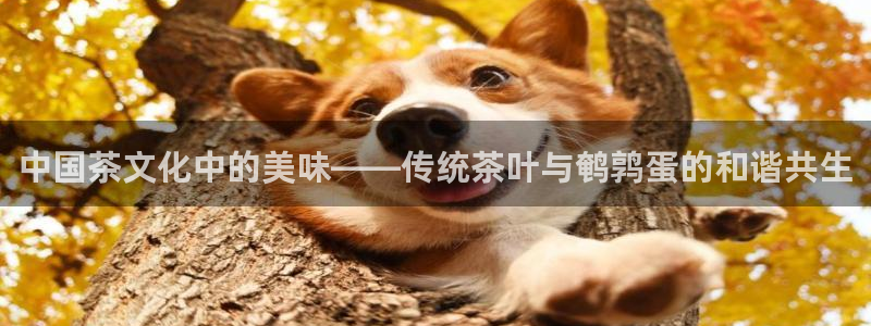 龙八国际网易云音乐