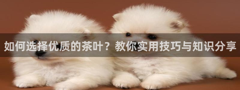龙八国际头号玩家是谁啊