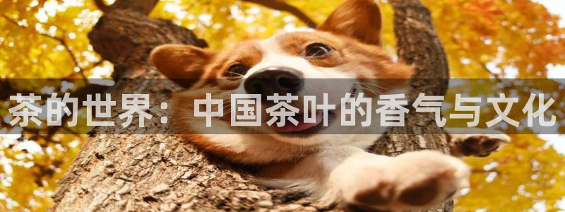 龙八国际公司是真是假
