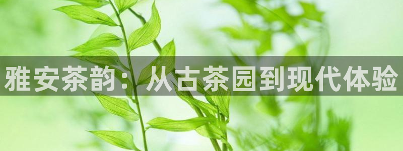 龙八国际88