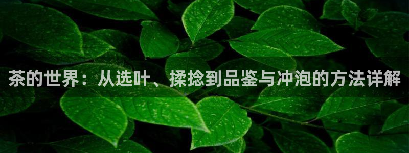 石家庄龙八国际老板是谁