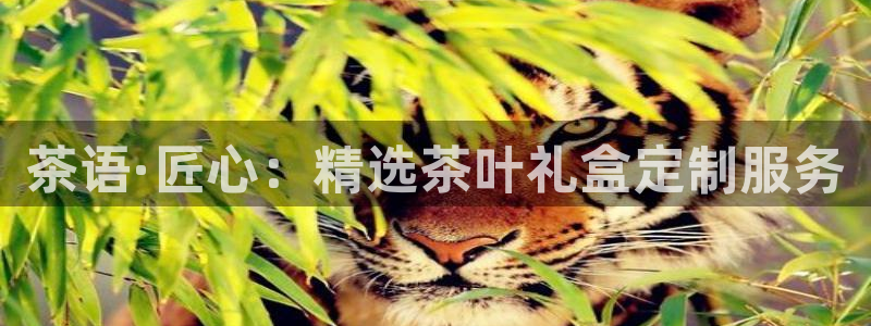 龙八国际头号玩家是谁啊