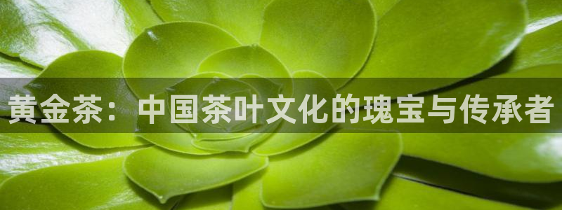 龙八国际网址
