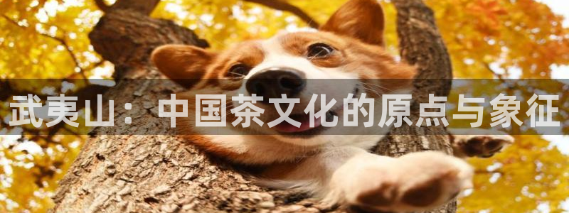 龙八国际客户端登录