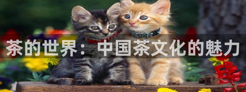 龙八国际改名