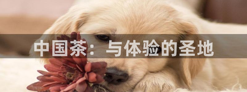 龙八国际下载链接一