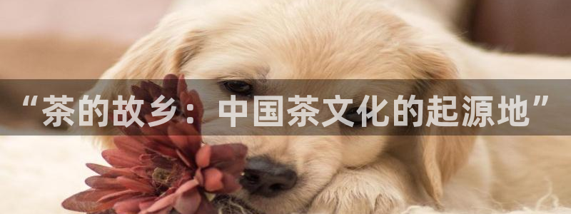 龙八国际mg老虎机