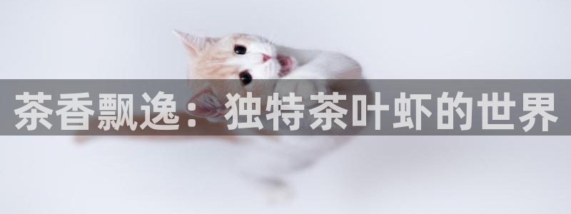 龙八国际更新