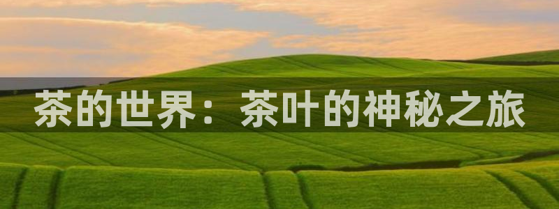 龙八国际是什么软件