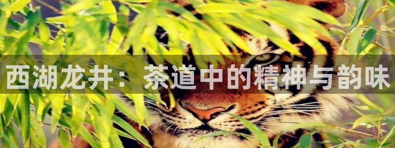 龙八国际头号玩家下截