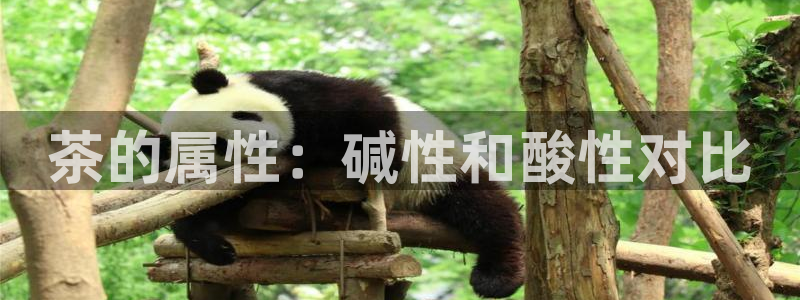 龙八国际头号玩家是谁啊