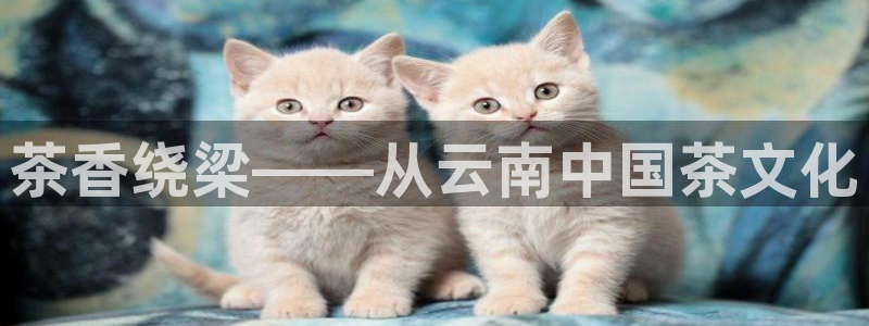 龙八国际娱乐pt