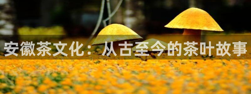 龙八国际视频网站