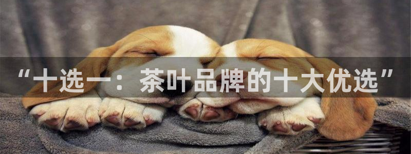 正规龙八国际娱乐