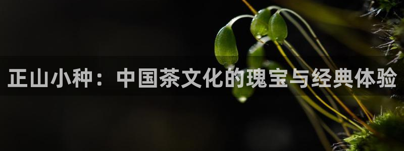 龙八国际登录f68点top