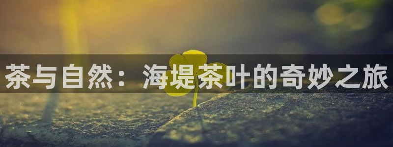 龙八国际官网登录